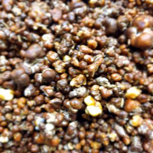 Magic truffel Mexicana 20 gram