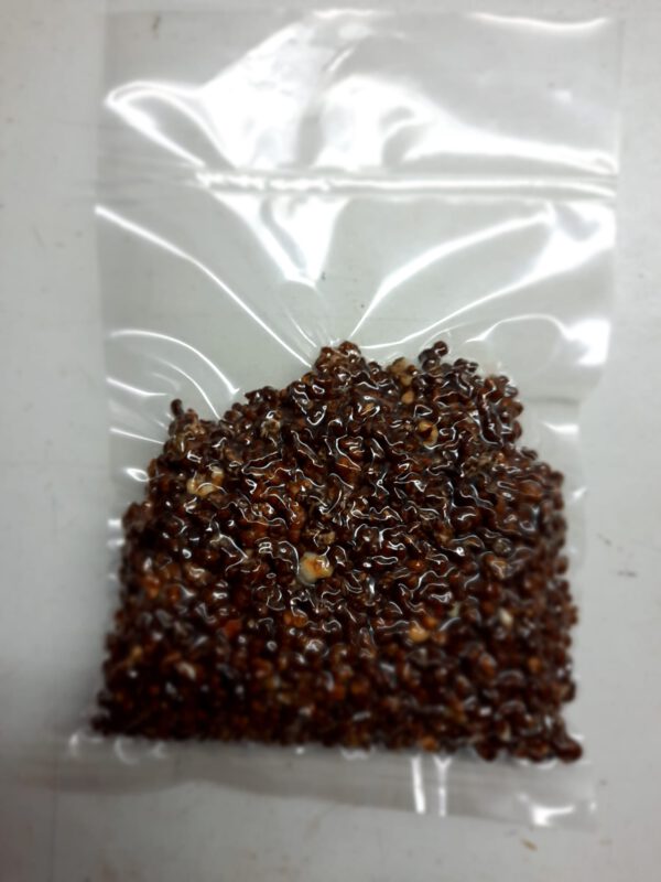 Magic truffel Mexicana 20 gram - Image 2