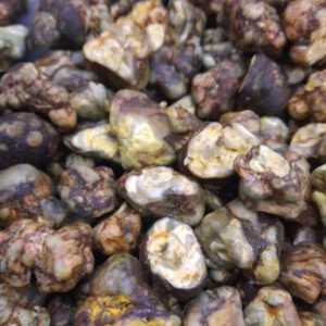 Magic Truffel Golden Teacher 20 gram