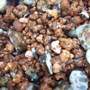 Magic Truffel Hawain High 20 gram