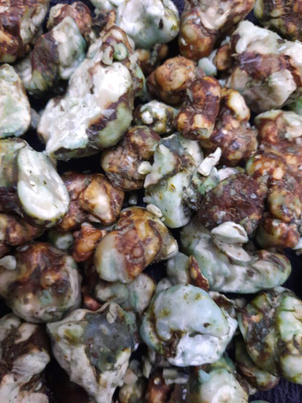 Magic Truffel Vanir 20 gram