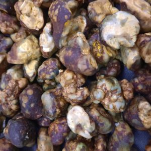 Magic Truffel Golden Teacher 20 gram
