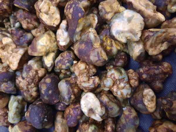 Magic Truffel Golden Teacher 20 gram - Image 2